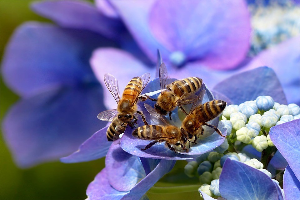 Gemeente Belang Kampen: hoop voor akkerhommel en honingbij