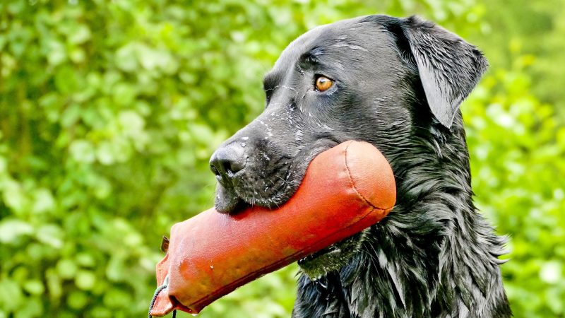 Onderzoek naar lange termijn oplossing hondensportclub IJsselmuiden